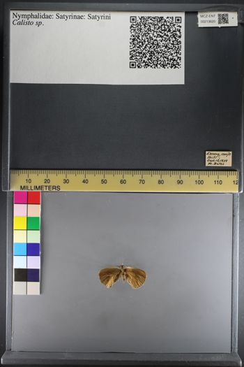 Media type: image;   Entomology 213620